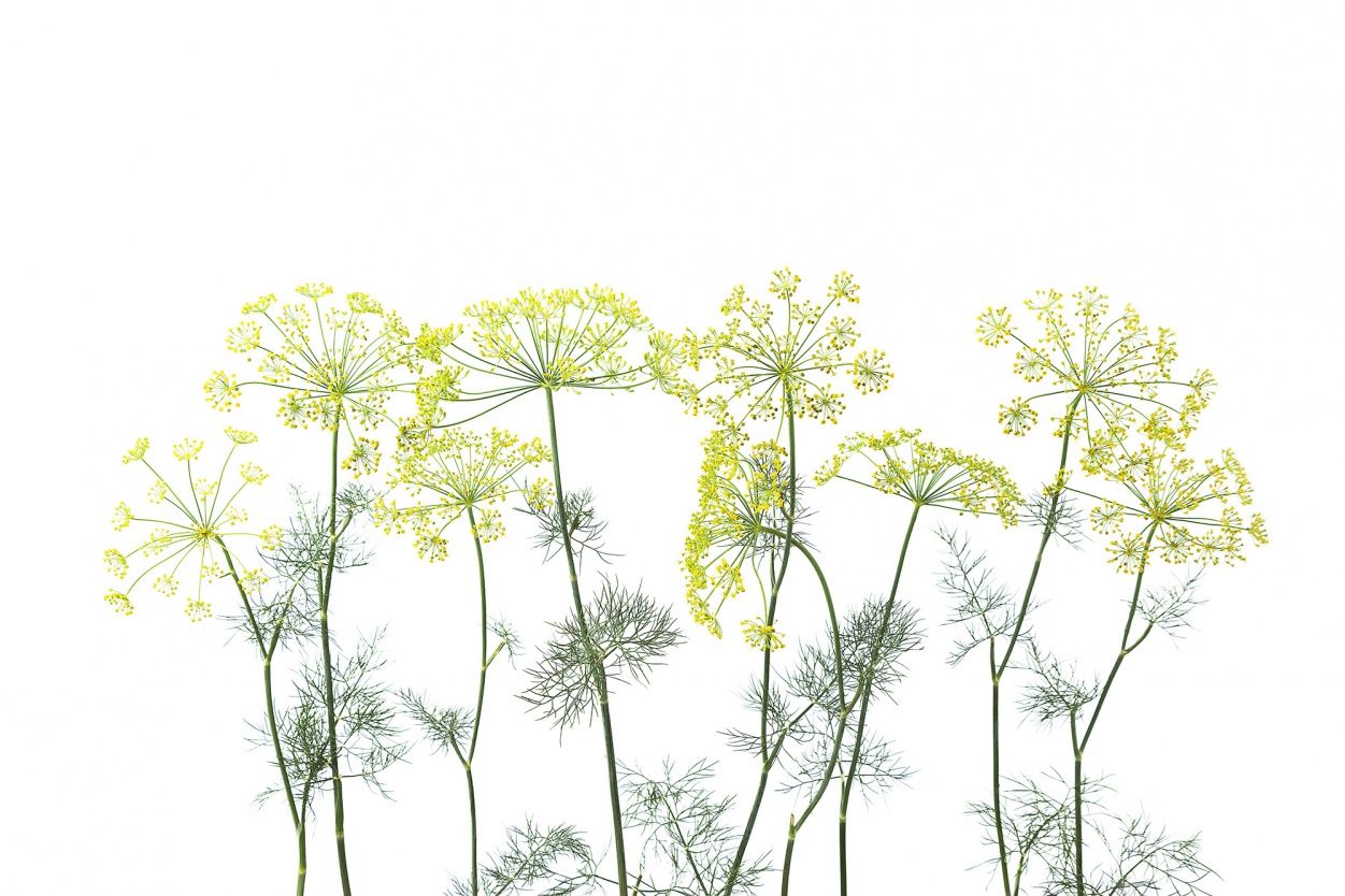 Crown Of Dill - Wallpaper , HD Wallpaper & Backgrounds