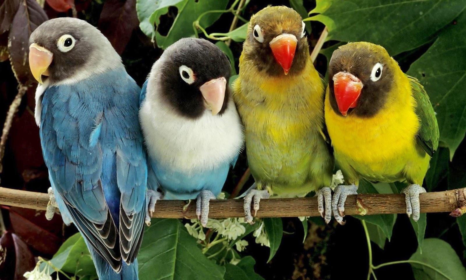 Beautiful Birds Pics Hd For Kids Wallpapers Parot Bird - Download Pictures Of Bird , HD Wallpaper & Backgrounds