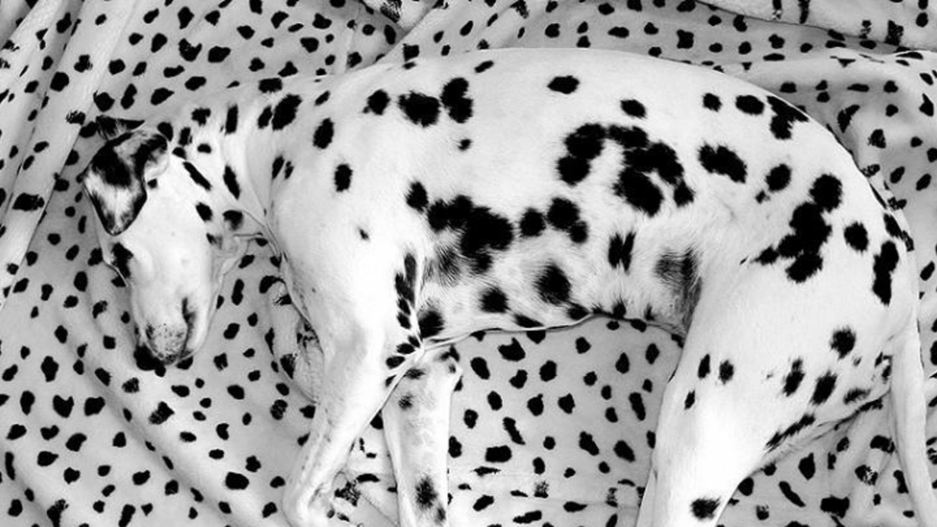 Dalmatian Blanket , HD Wallpaper & Backgrounds
