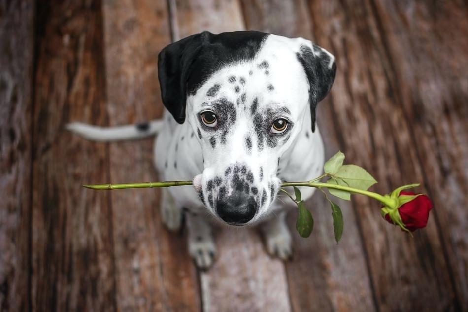 Dalmatian Wallpaper Dalmatian With Roses Dalmatian - Dog With Rose Wallpaper Hd , HD Wallpaper & Backgrounds