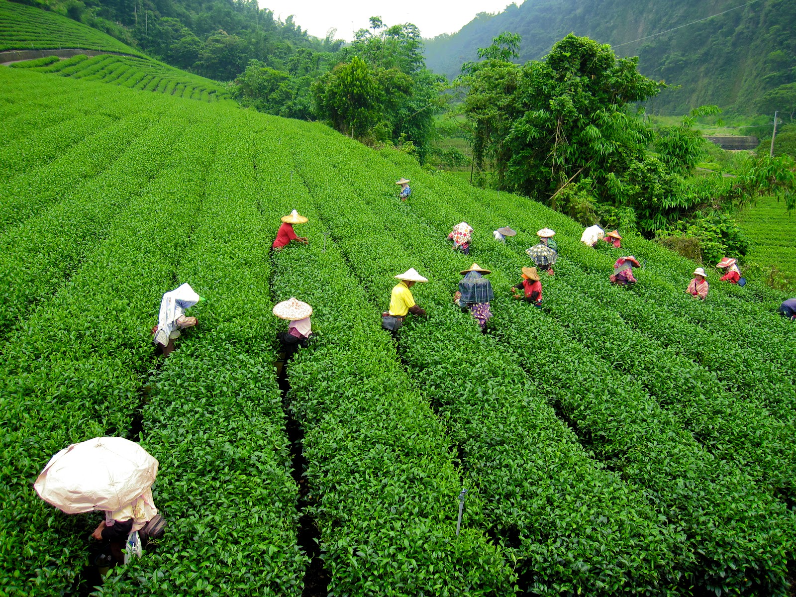 Darjeeling Image - West Bengal Tea Garden , HD Wallpaper & Backgrounds