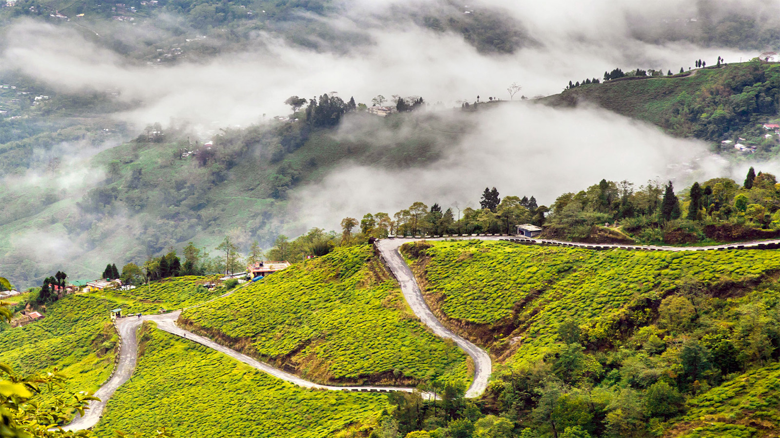 Why Darjeeling Isn't Everyone's Cup Of Tea - Valley Of Flowers Sikkim , HD Wallpaper & Backgrounds