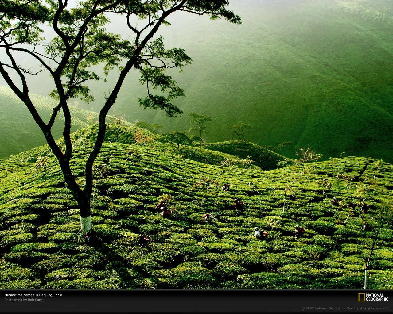 Tea Images Tea Garden, India Hd Wallpaper And Background - Assam Tea Gardens Hd , HD Wallpaper & Backgrounds