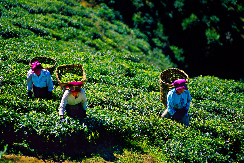 Happy Valley Tea Gardens - Spice Plantation Tour Thekkady , HD Wallpaper & Backgrounds