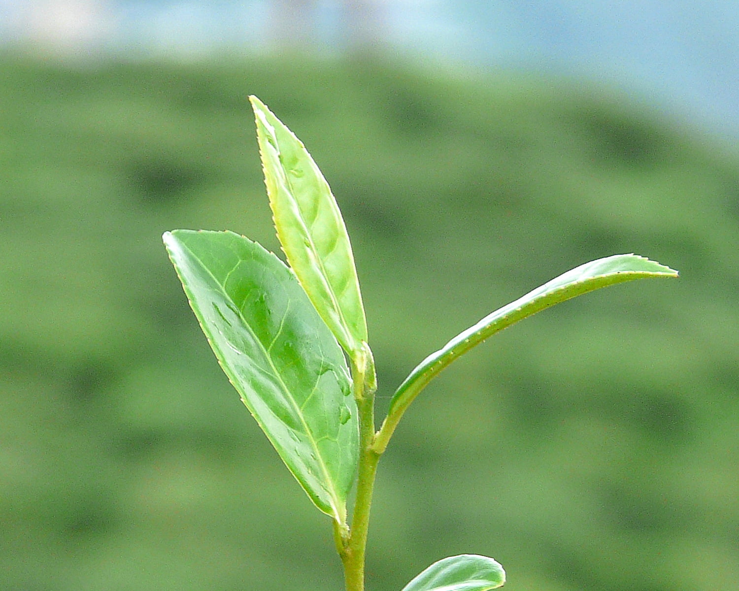 Shallow Focus Photography Of Green Leaves Plant, Darjeeling - Assam Tea Leaf , HD Wallpaper & Backgrounds