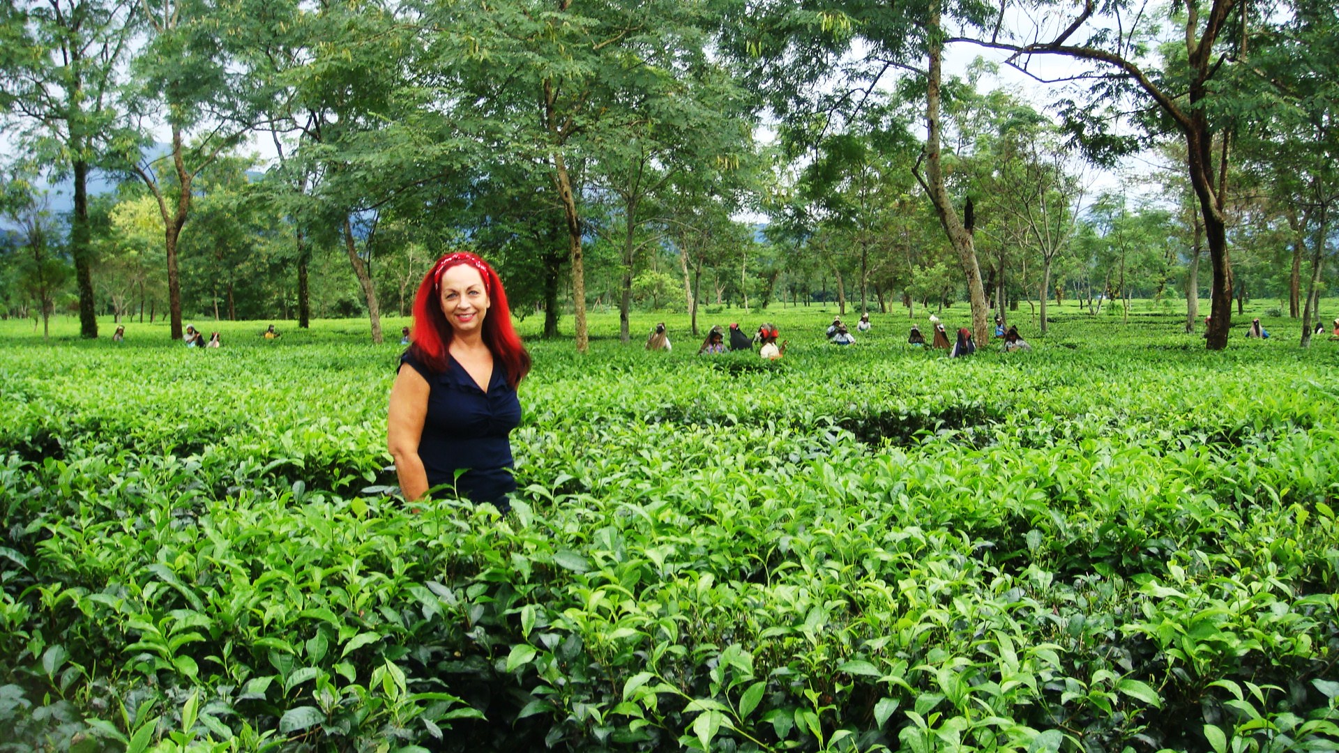 Dharlene In Tea Field - Assam Tea Garden Hd , HD Wallpaper & Backgrounds