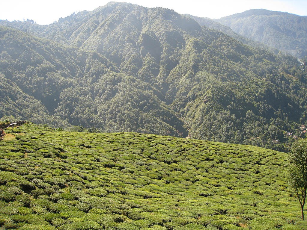 Tour The Tea Gardens - Darjeeling , HD Wallpaper & Backgrounds