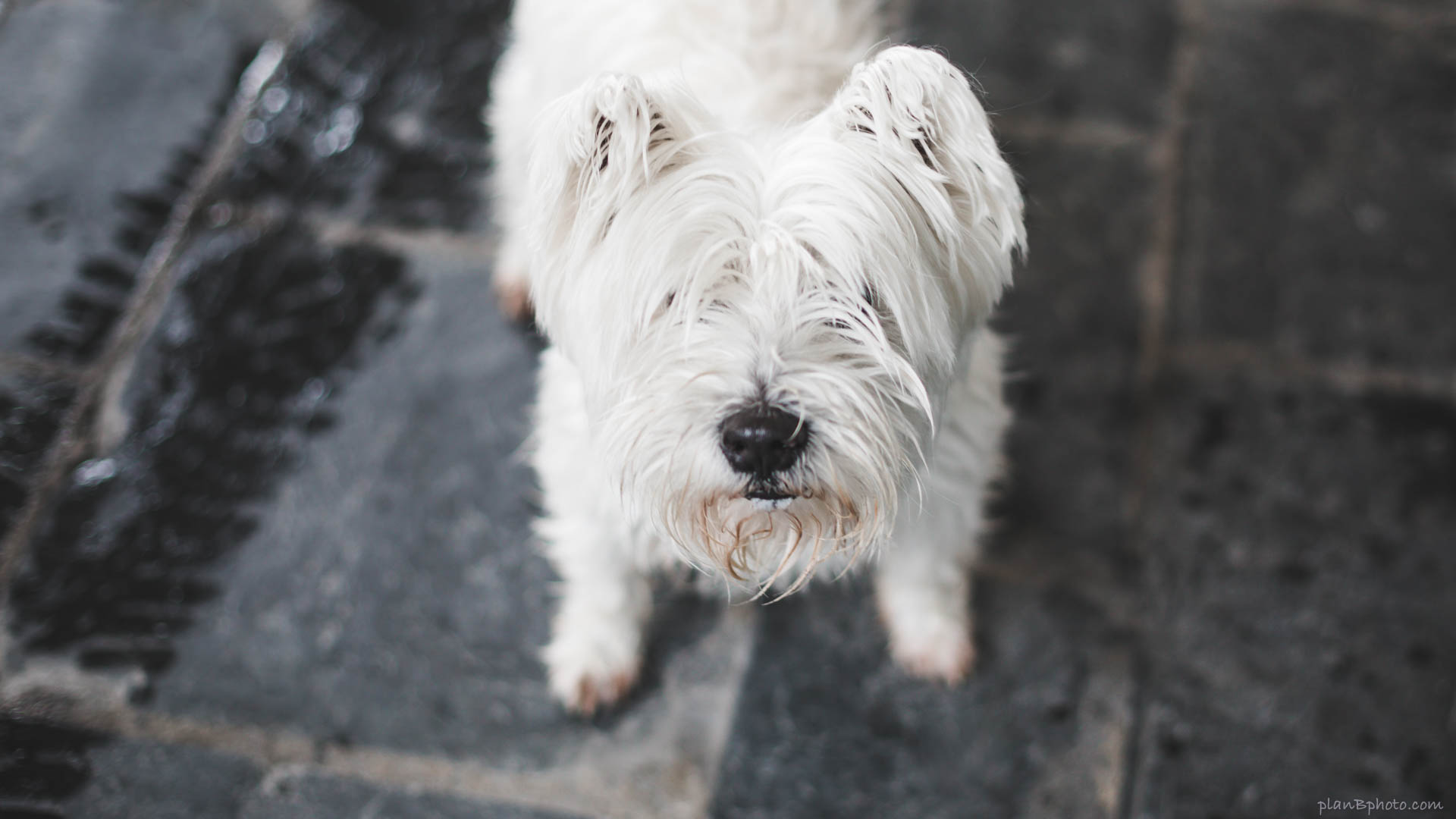 West Highland White Terrier , HD Wallpaper & Backgrounds
