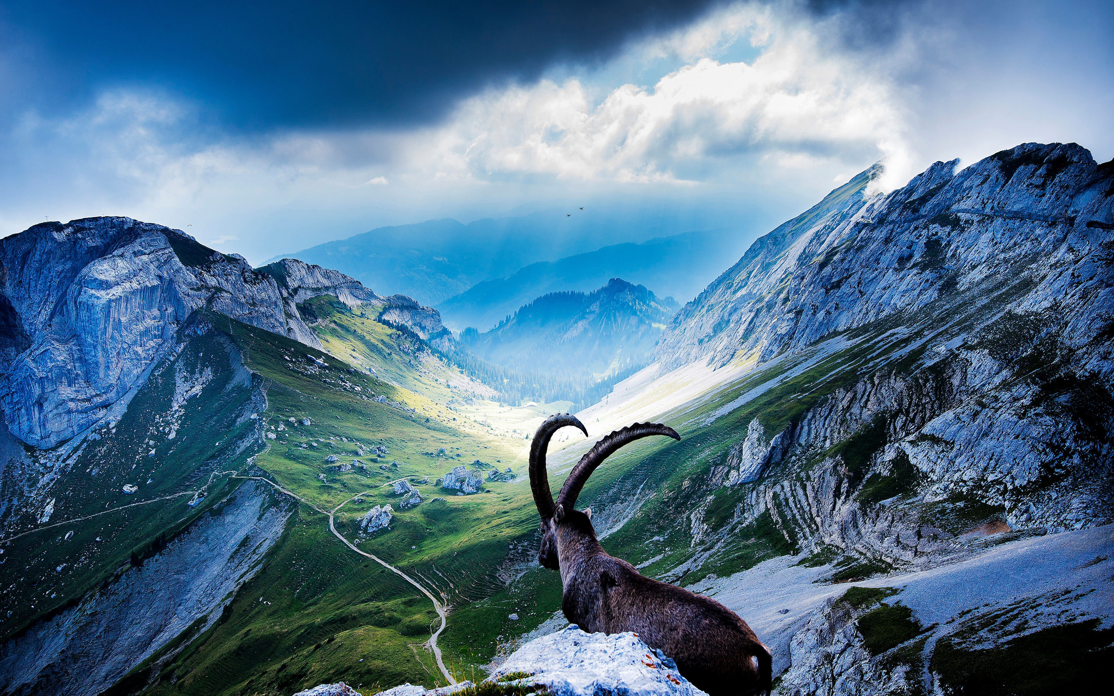 Alpine Ibex Wallpaper - Pilatus , HD Wallpaper & Backgrounds