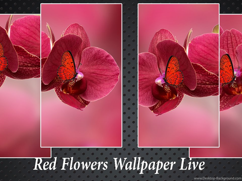 Widescreen - Orchid Hd , HD Wallpaper & Backgrounds