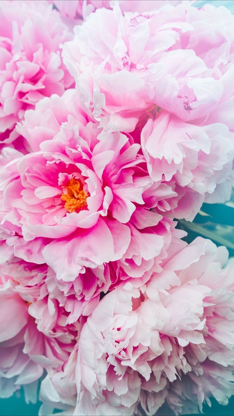 Pink Peonies Bouquet Flowers Spring Beautiful Flower - Beautiful Peony Flower , HD Wallpaper & Backgrounds