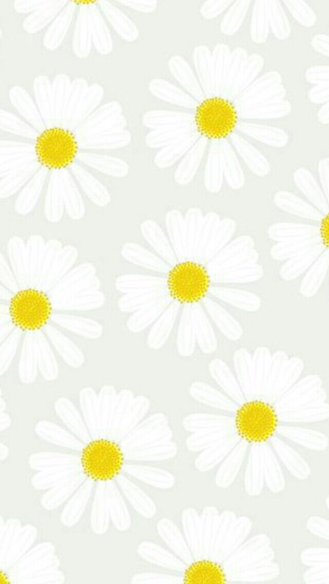 Oxeye Daisy , HD Wallpaper & Backgrounds