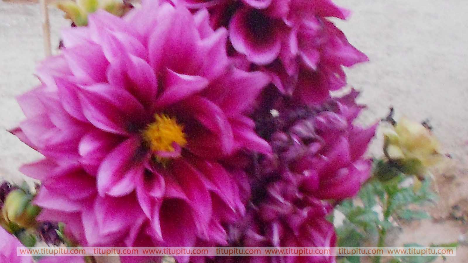 Beautiful Purple Flowers - Dahlia , HD Wallpaper & Backgrounds