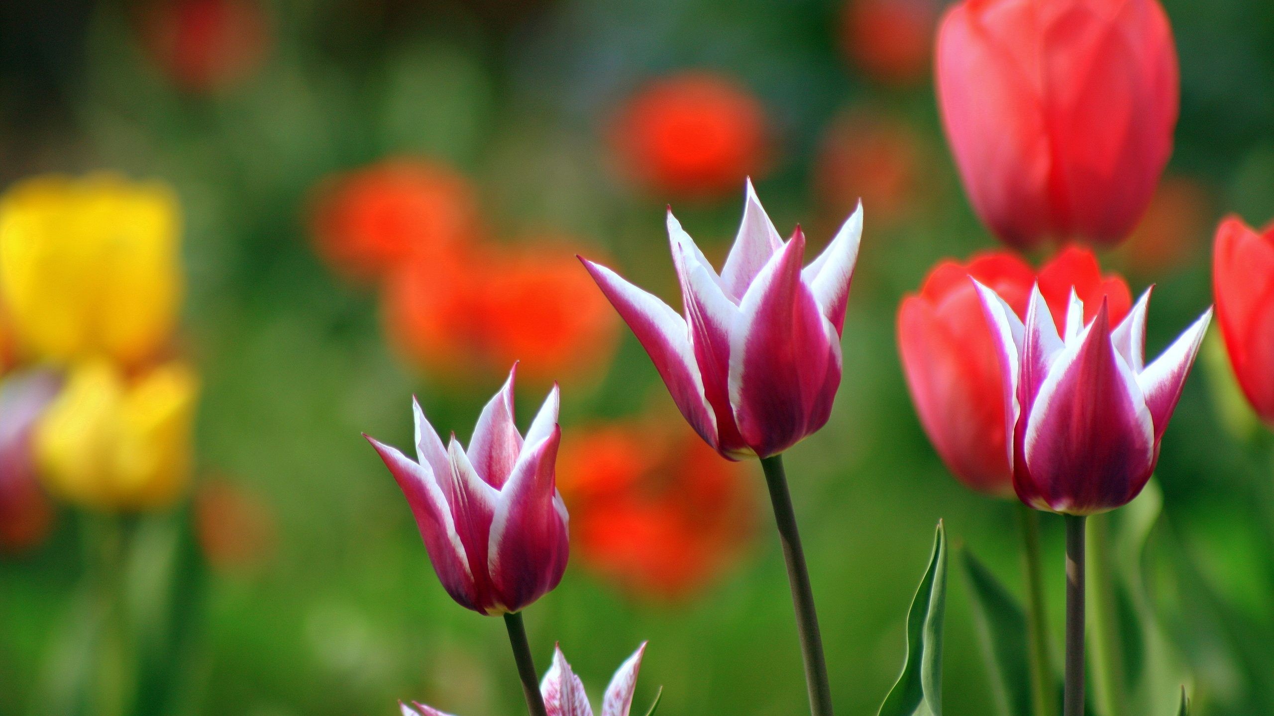 Beautiful Red Flowers Wallpaper Hd Download For Desktop - Tulipany Tapety Na Pulpit Wiosna , HD Wallpaper & Backgrounds