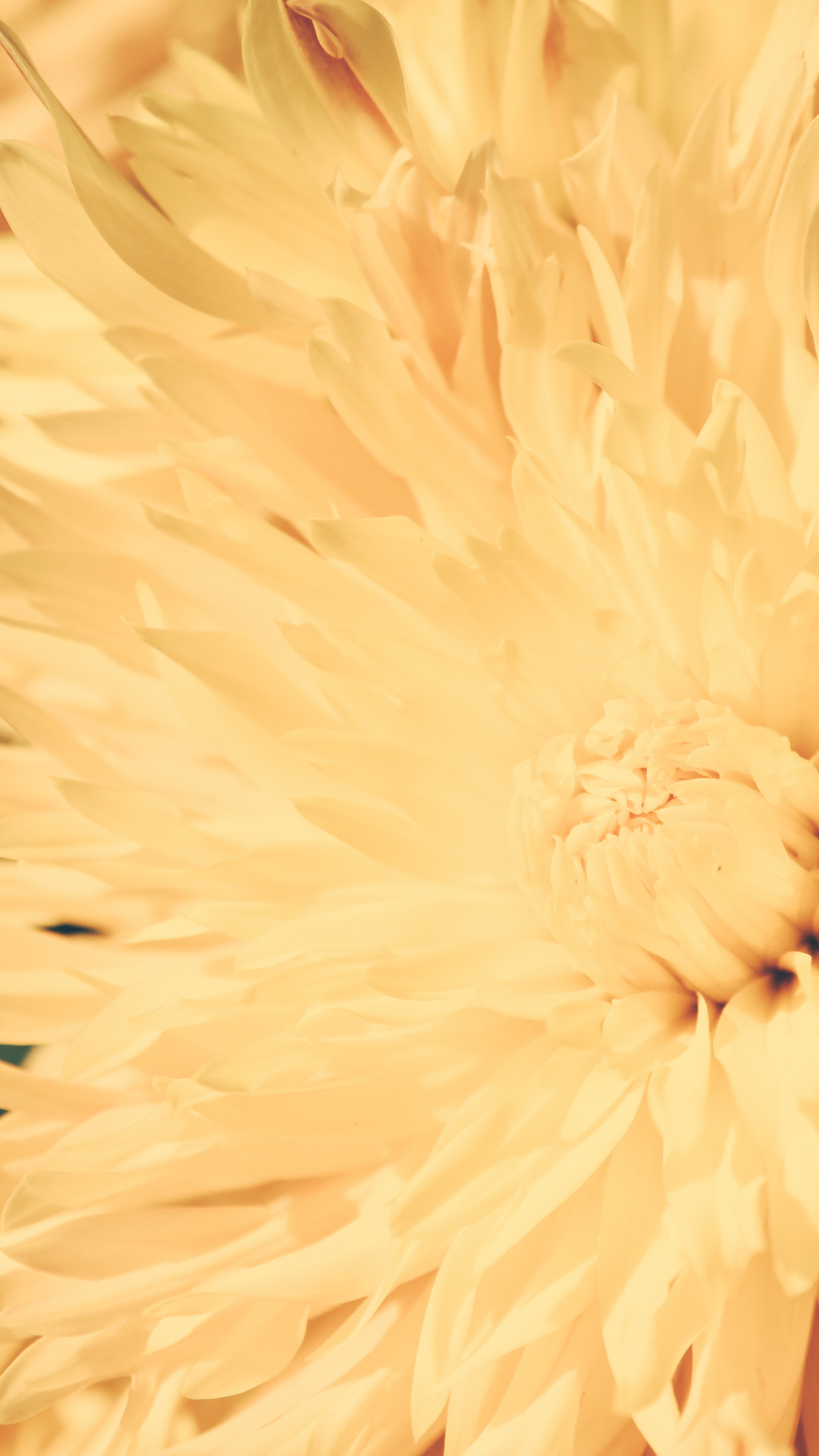 Factory, Petal, Close Up, Chrysanthemum, Flower Wallpaper - Chrysanths , HD Wallpaper & Backgrounds