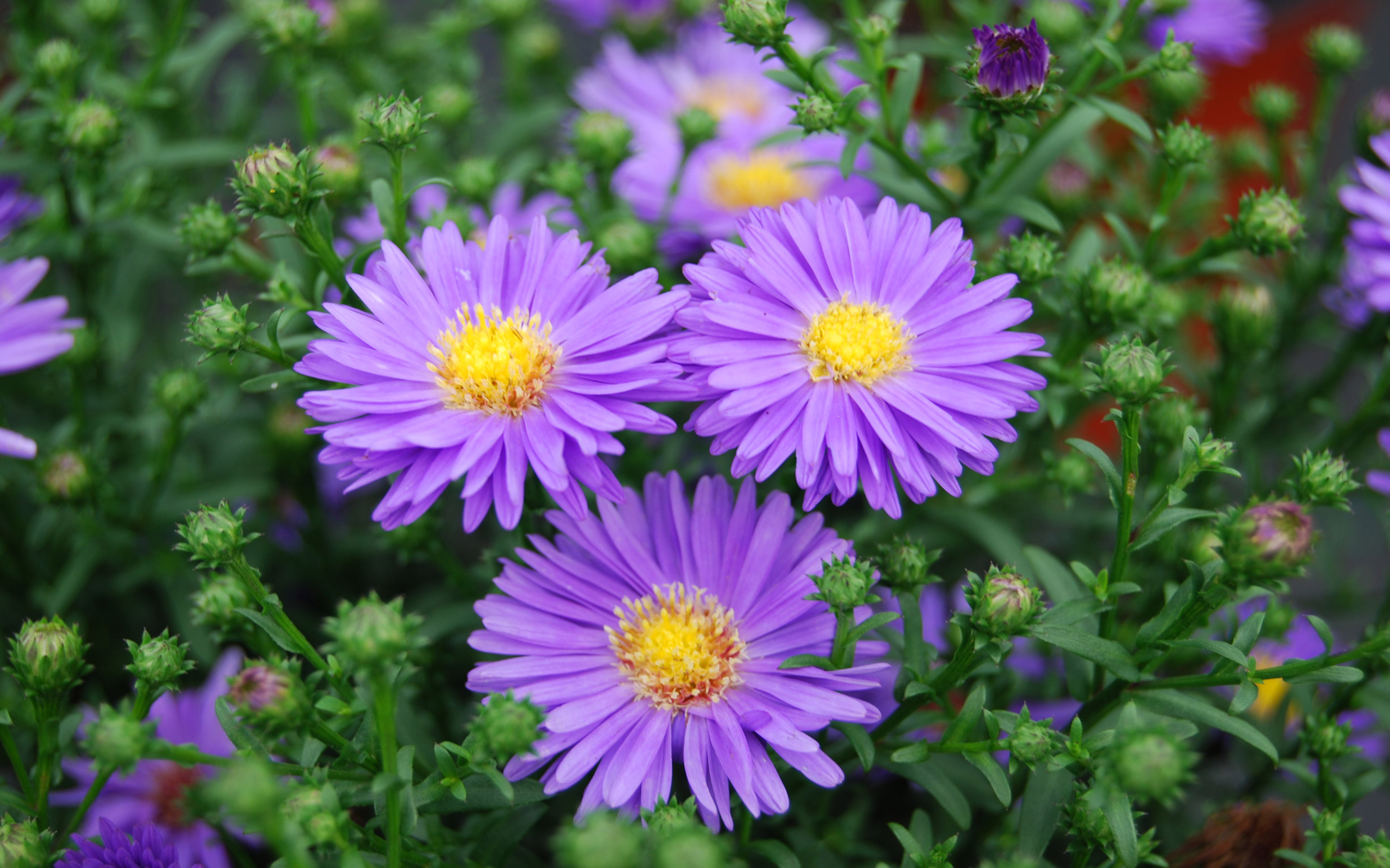 Download Original Resolution - Aster Plant , HD Wallpaper & Backgrounds