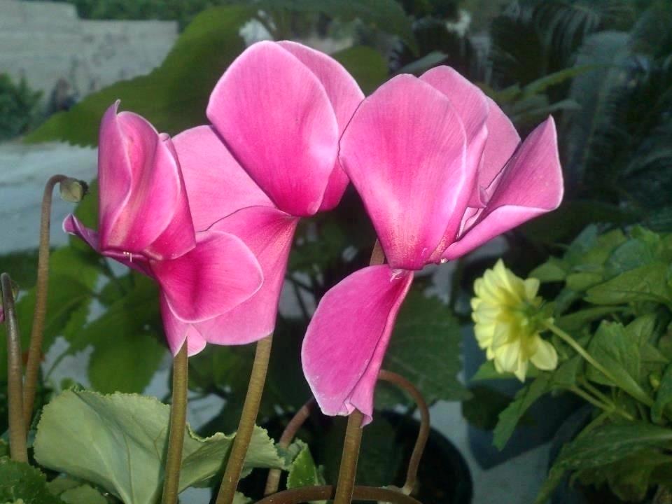 Flower Wallpaper Hd Full Screen Mobile For Android - Cyclamen , HD Wallpaper & Backgrounds