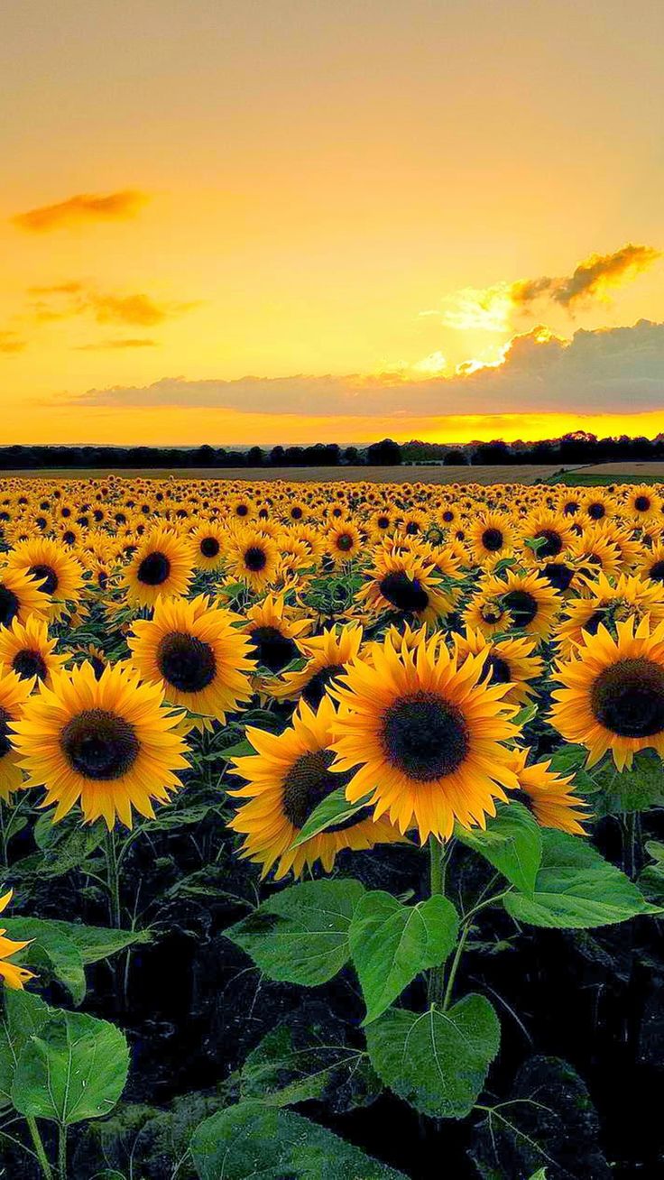 Sun Flower - Field Of Sunflowers , HD Wallpaper & Backgrounds