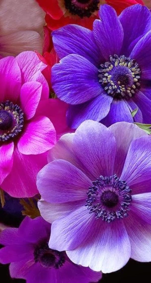 Nature Iphone Wallpaper Ideas - Pretty Coloured Flowers (#1629548) - HD ...