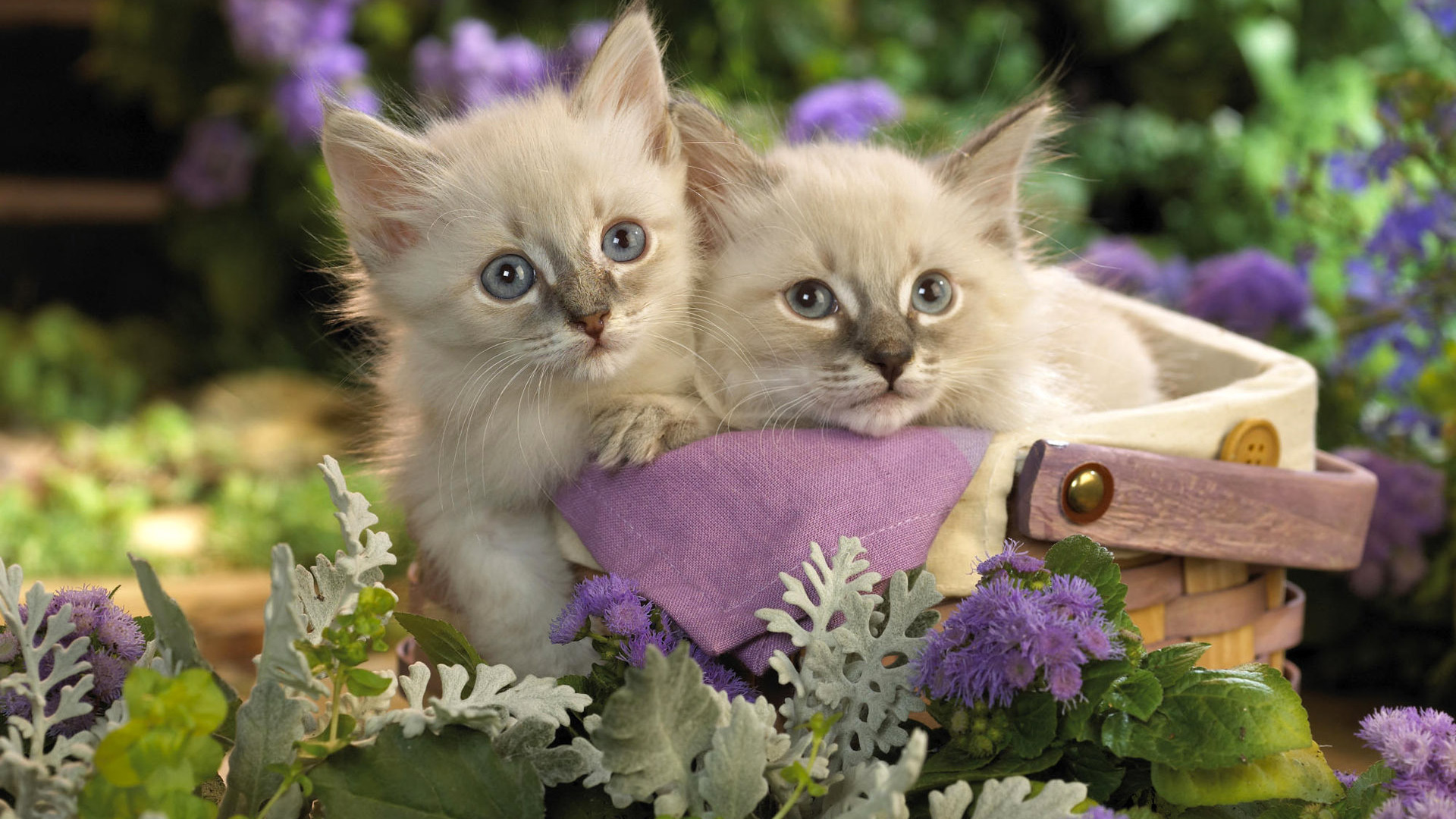 Cute Pets Wallpaper - Cute Couple Cat Hd , HD Wallpaper & Backgrounds