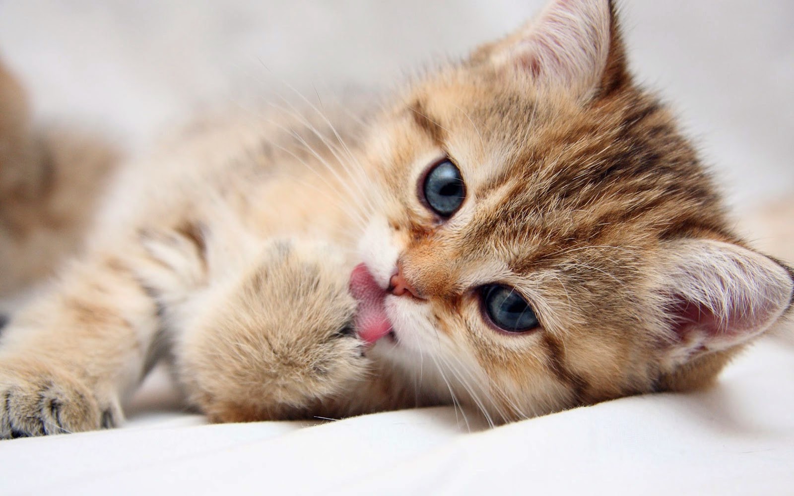 Cute Pets Wallpapers - Beautiful And Cute Cats , HD Wallpaper & Backgrounds