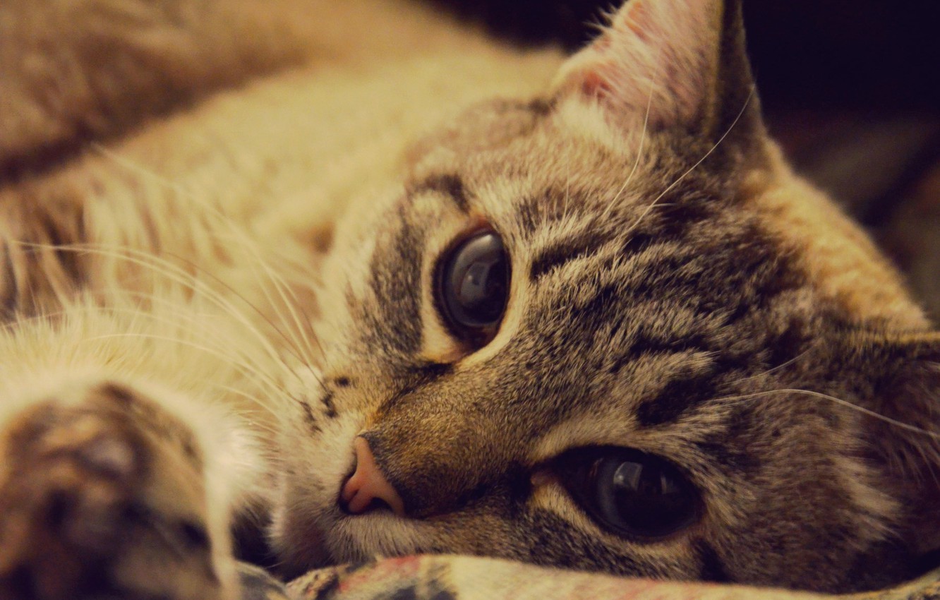 Photo Wallpaper Animals, Cat, Cute, Beautiful, Cat, - Domestic Short-haired Cat , HD Wallpaper & Backgrounds