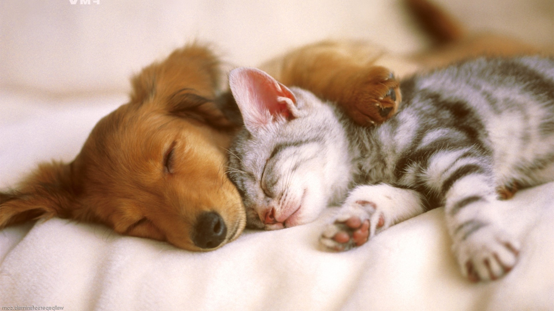 Cute Pets - Dogs And Cats Wallpaper Hd , HD Wallpaper & Backgrounds