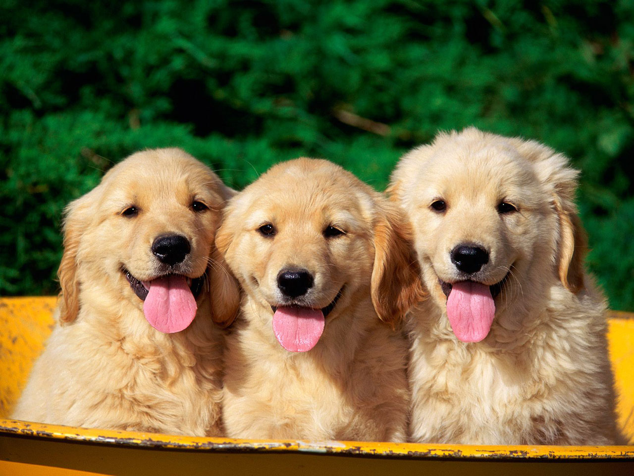 Cute Pets Wallpapers 44904 - 3 Golden Retriever Puppies , HD Wallpaper & Backgrounds