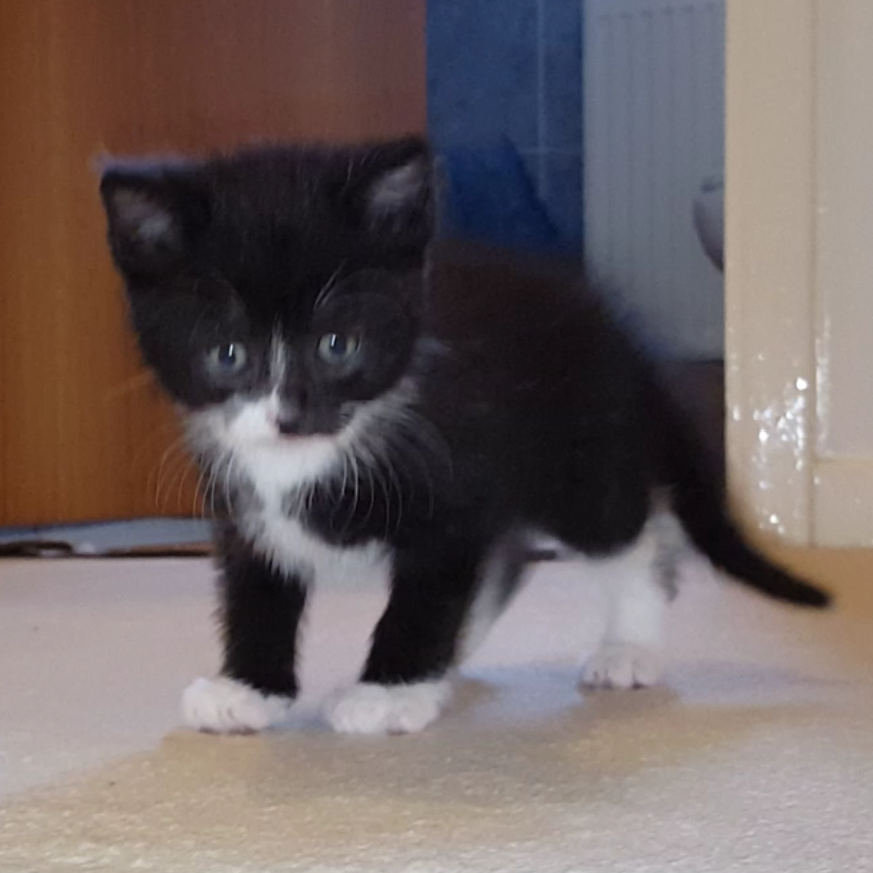 Cute Black And White Kittens - Kitten , HD Wallpaper & Backgrounds