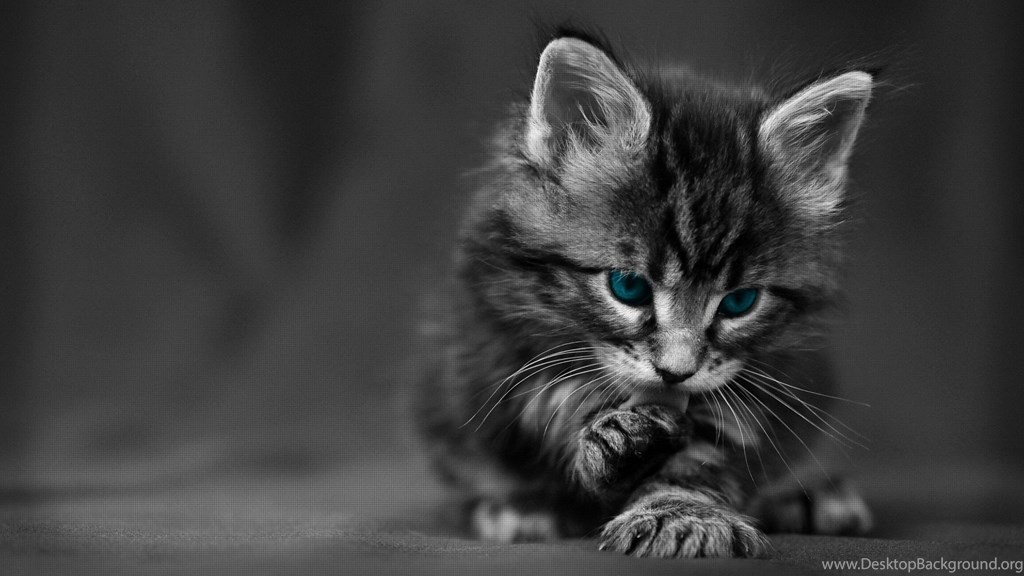 Cat Wallpaper Black And White , HD Wallpaper & Backgrounds