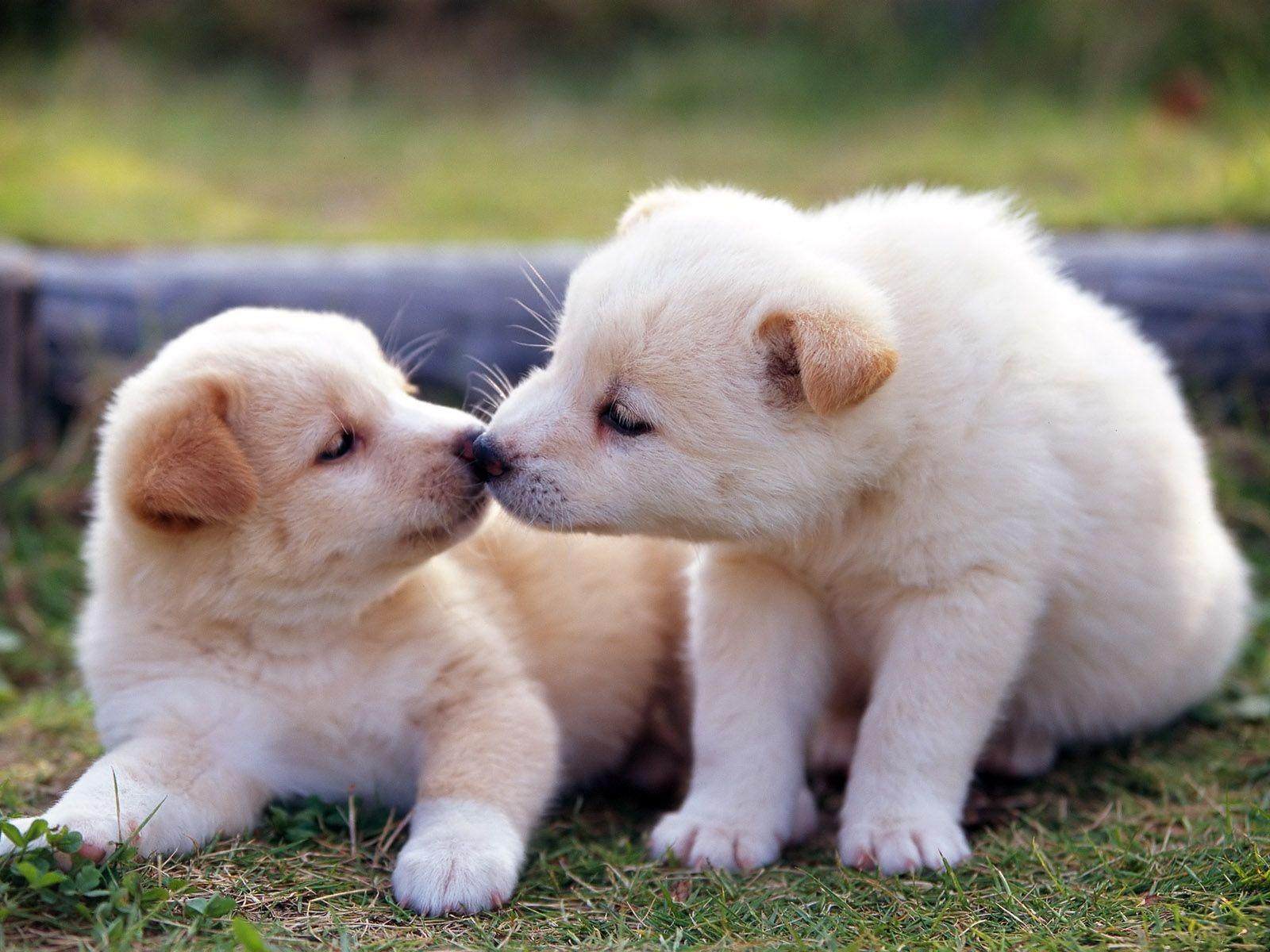 Preview Cute Pictures Of Dogs - Cute Baby Animals , HD Wallpaper & Backgrounds