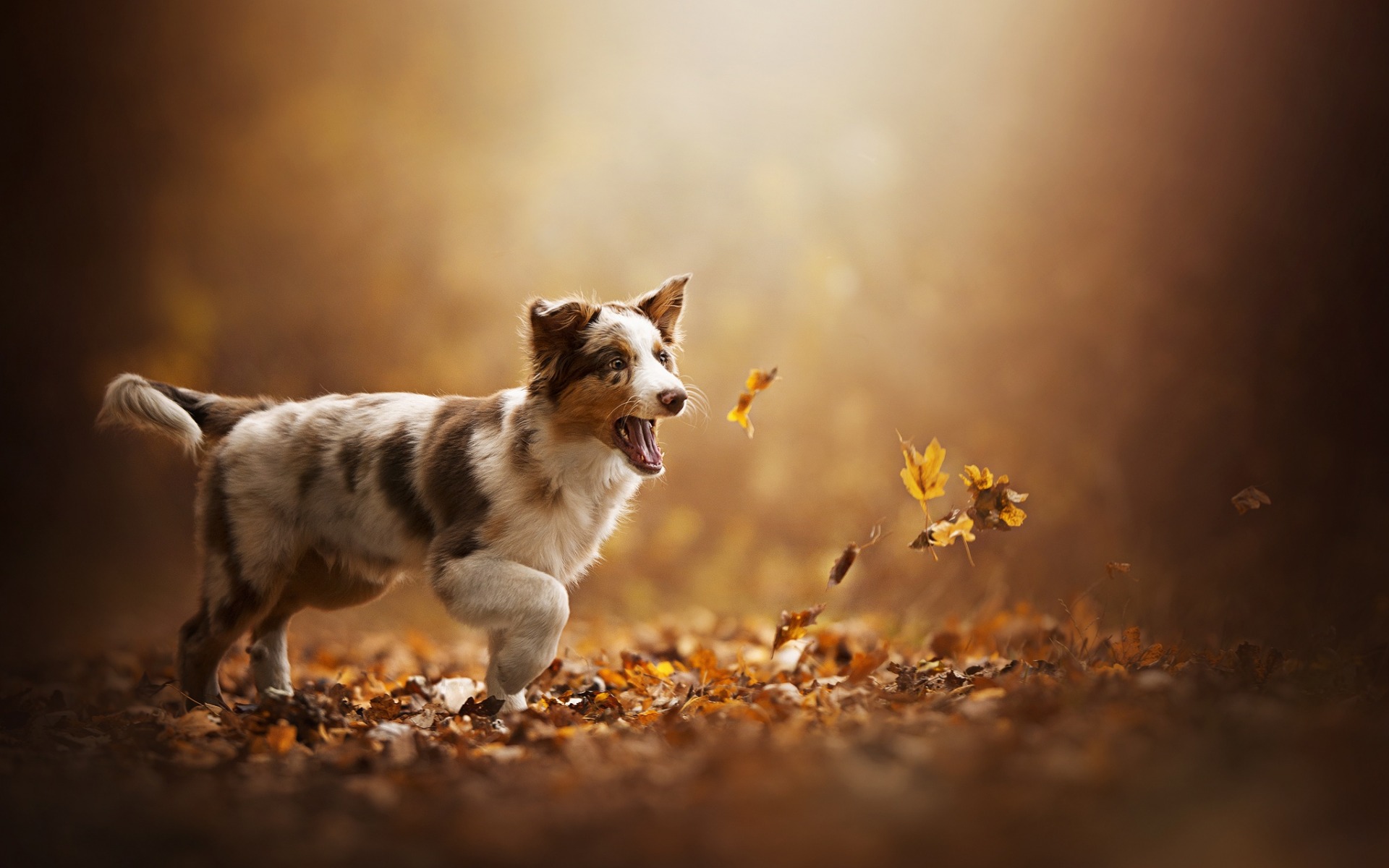 Australian Shepherd, Autumn, Fallen Leaves, Little - Australian Shepherd Wallpaper Hd , HD Wallpaper & Backgrounds