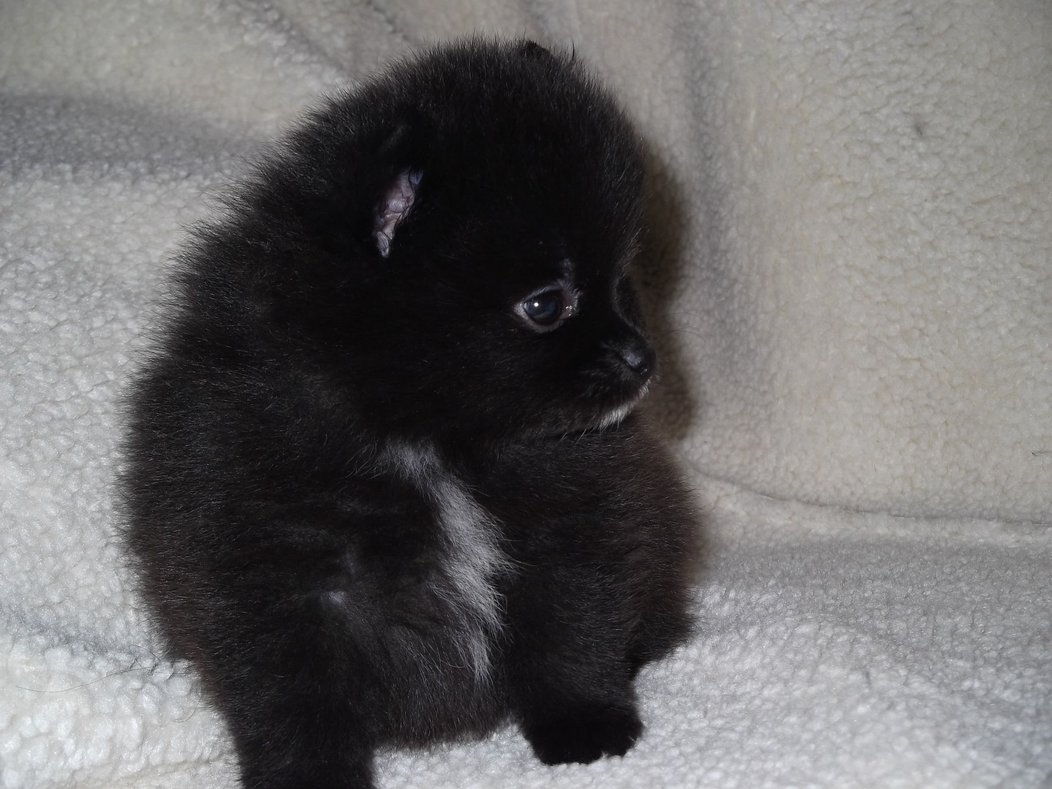 Cute, Pomeranian, Black, Dogs, Wide, High, Quality, - Companion Dog , HD Wallpaper & Backgrounds