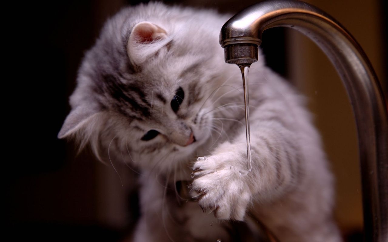 Great Cute Kitten Washing Wallpaper - Cute Kitten Cute Cat , HD Wallpaper & Backgrounds