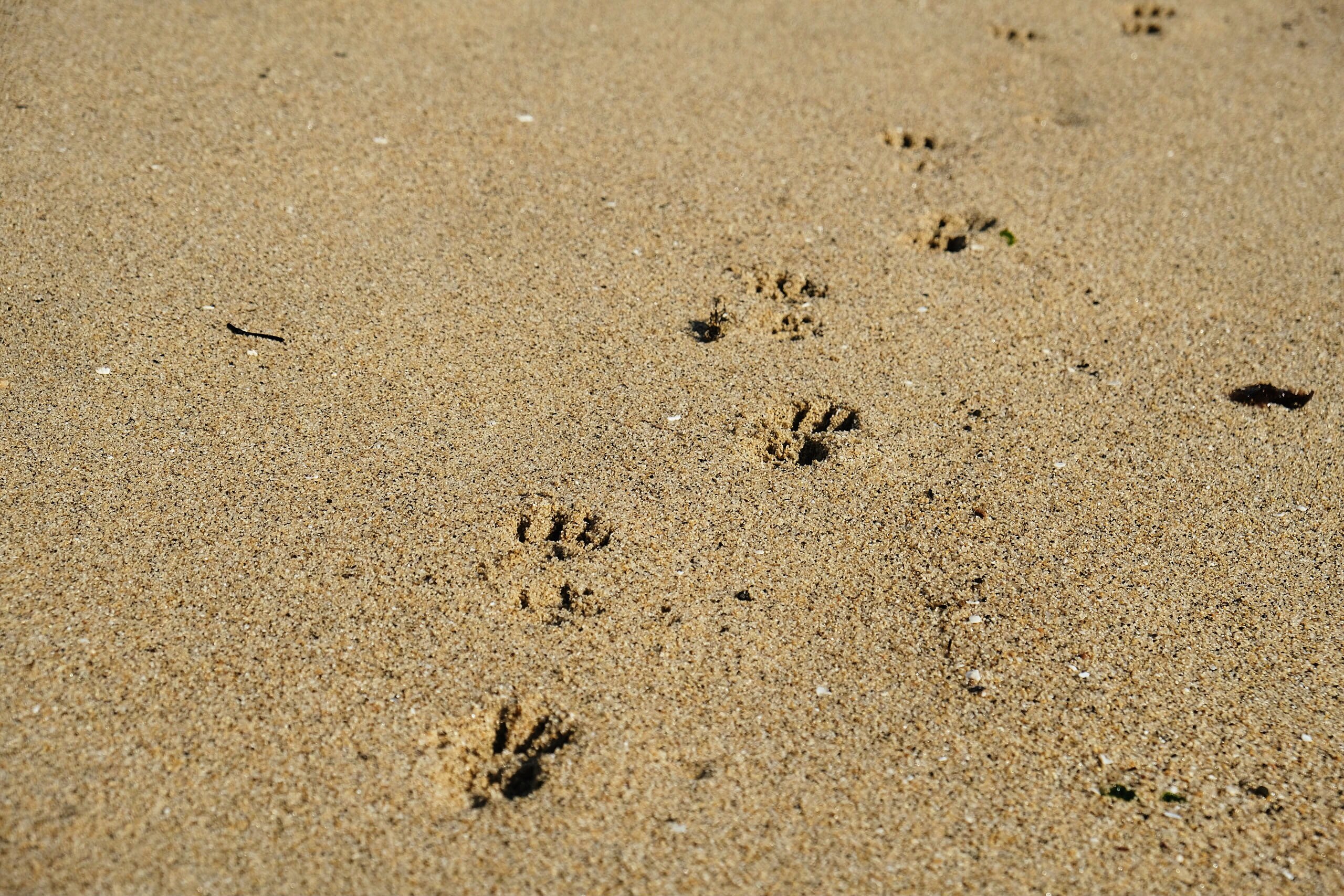 #2560x1707 Footprint Beach Sand And Paw Hd Wallpaper - Sand , HD Wallpaper & Backgrounds