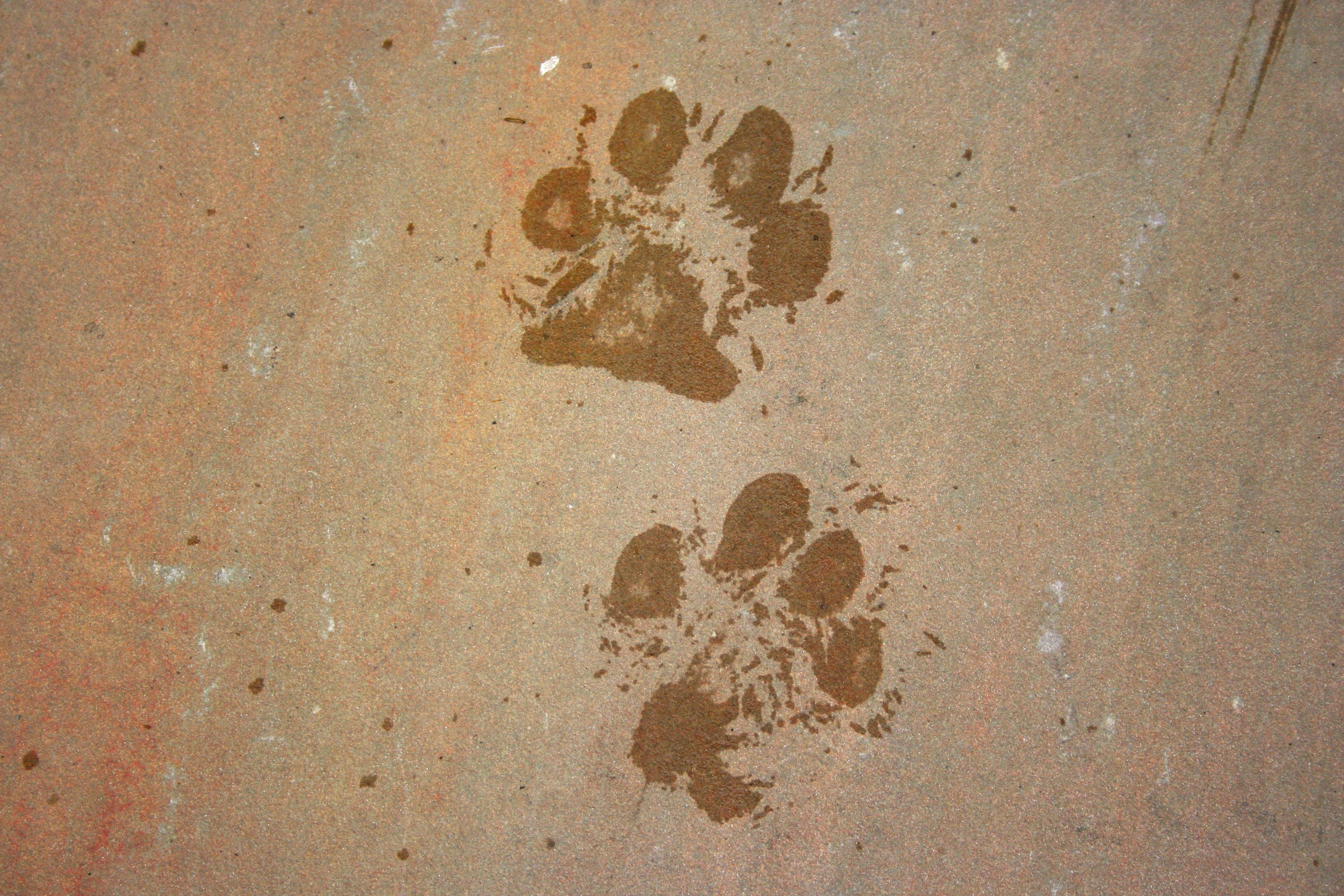 Brown Paws Print - Paw With Brown Background , HD Wallpaper & Backgrounds