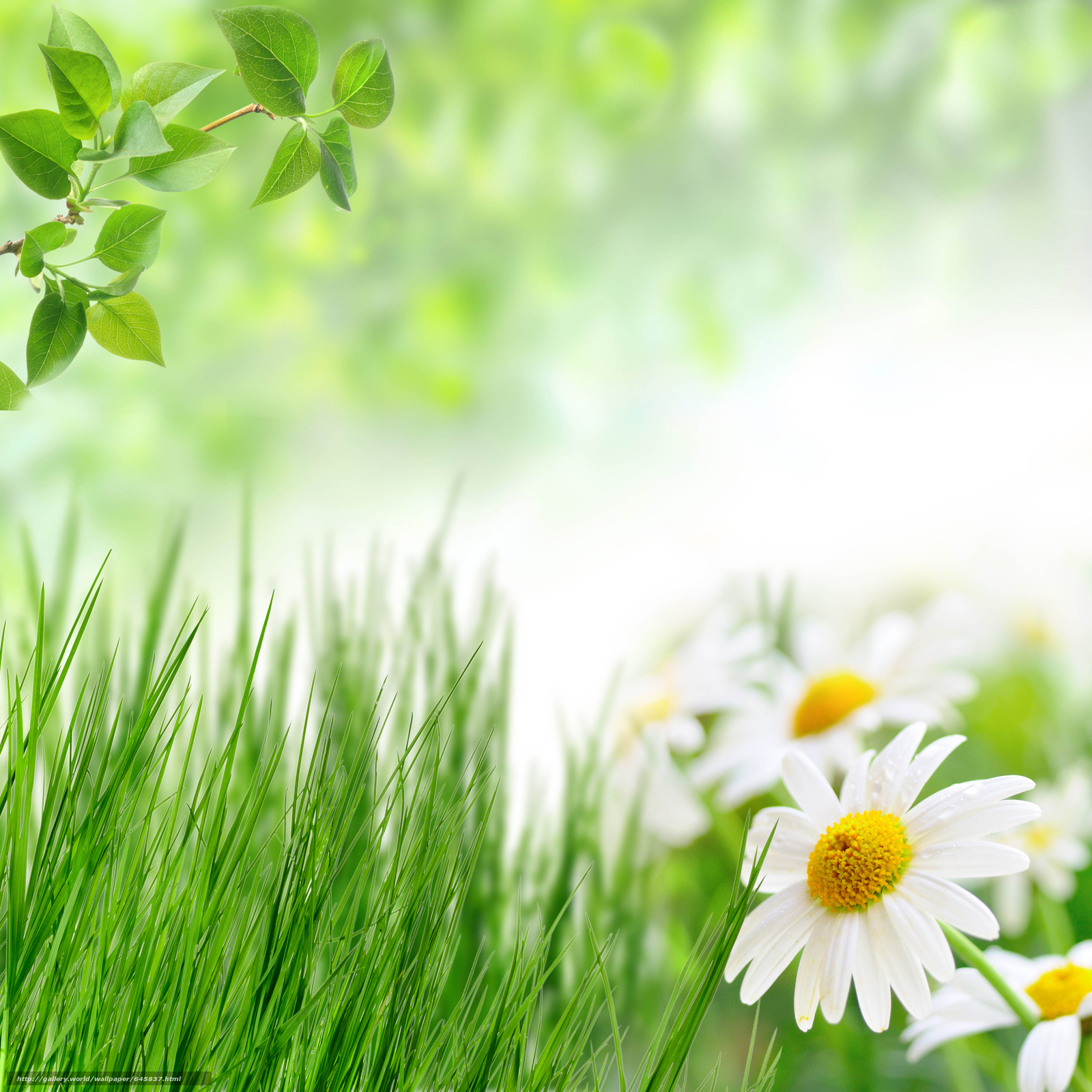 Download Wallpaper Flowers, Camomile, Grass, Macro - Women's Day Special Thoughts , HD Wallpaper & Backgrounds