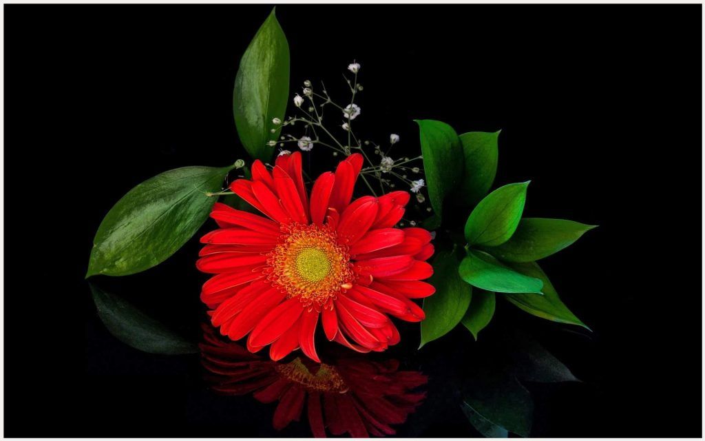 Hd Flower Wallpaper - ดอก เยอ บี ร่า สี แดง , HD Wallpaper & Backgrounds
