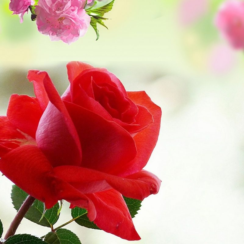 10 Most Popular Rose Flower Images Free Download Hd - Rosas No Coração Bom Dia , HD Wallpaper & Backgrounds
