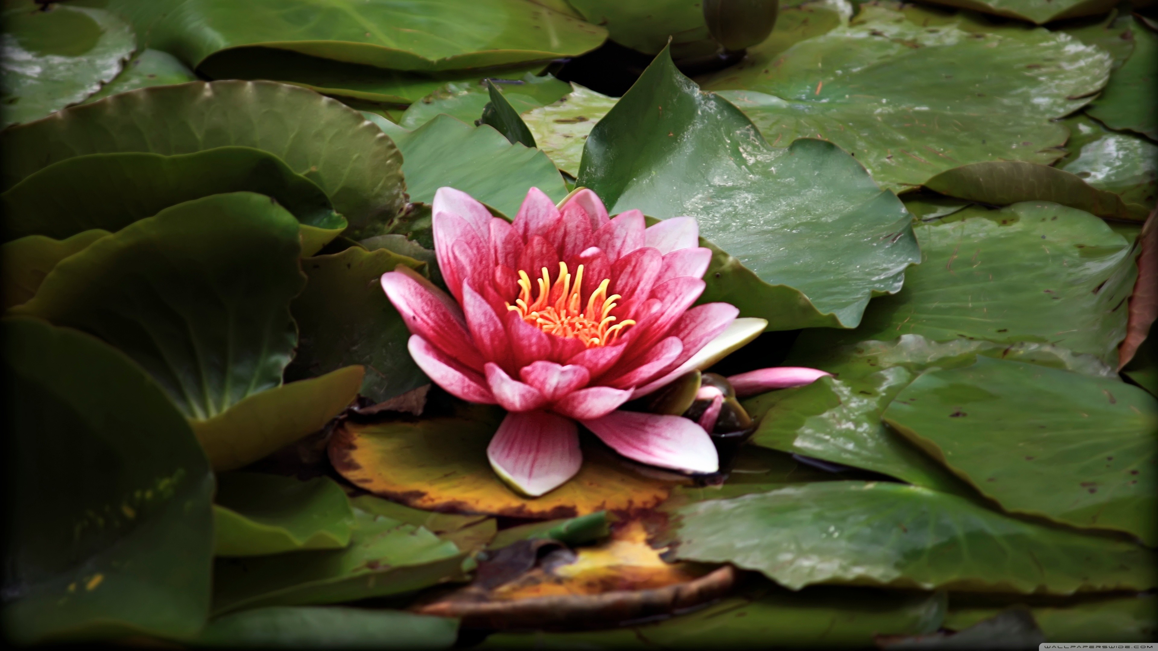 Lotus Flower Wallpaper Widescreen Hd For Mobile Desktop - Lotus Hd Wallpaper Desktop , HD Wallpaper & Backgrounds