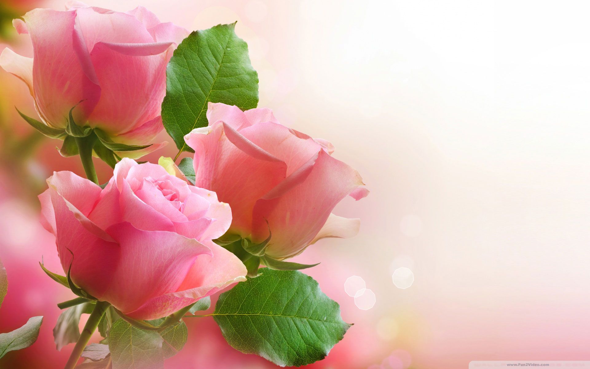 Pink Rose Flower Wallpaper Hd Wallpaper - Desktop Wallpaper Nature Flowers , HD Wallpaper & Backgrounds