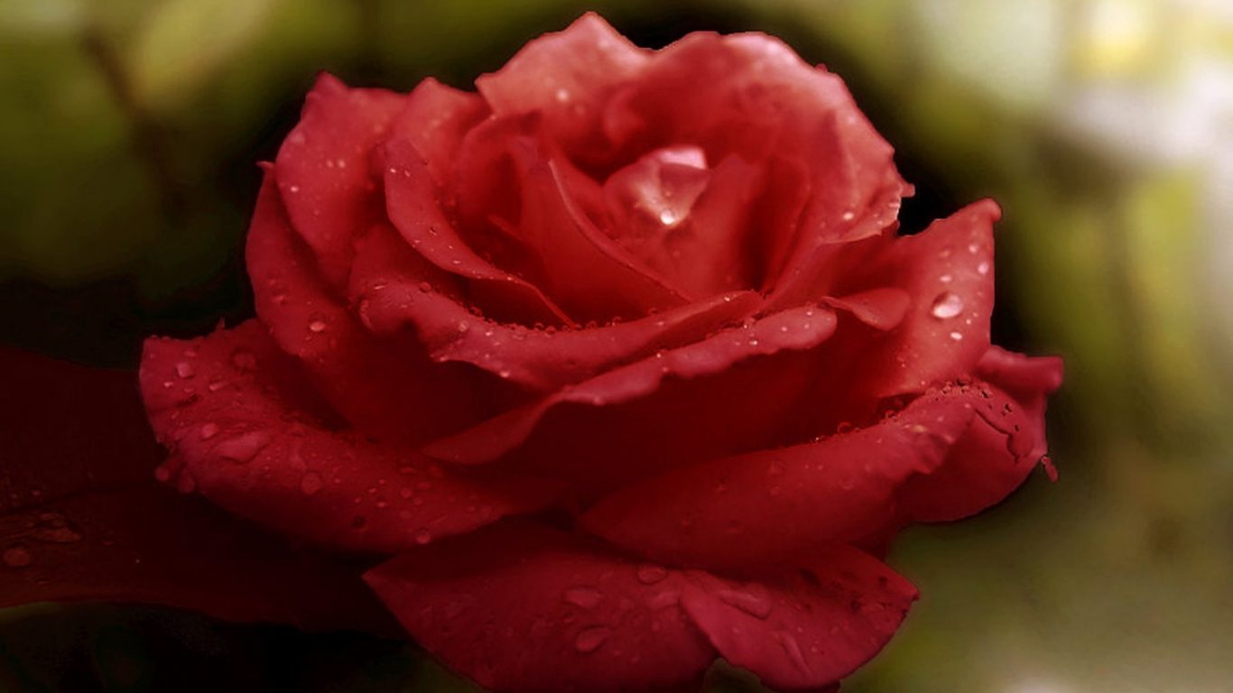 Love Rose Flower Red Wallpaper Free Download - Garden Roses , HD Wallpaper & Backgrounds