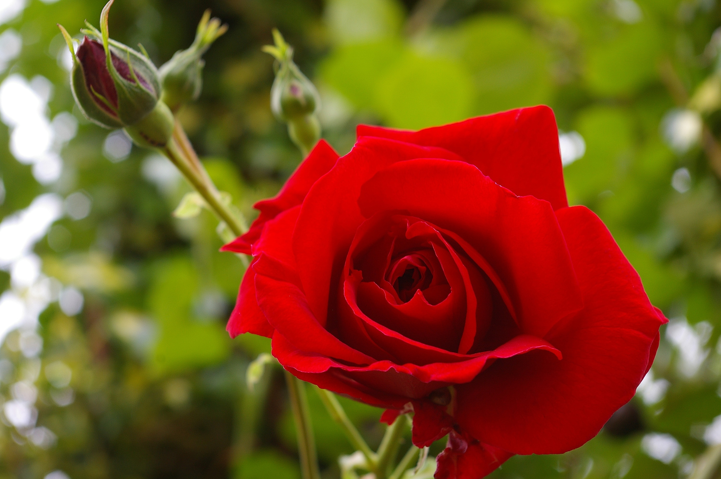 Red Rose, Rose, Bloom, Blossom, Flower, Red - Red Rose Blossom , HD Wallpaper & Backgrounds