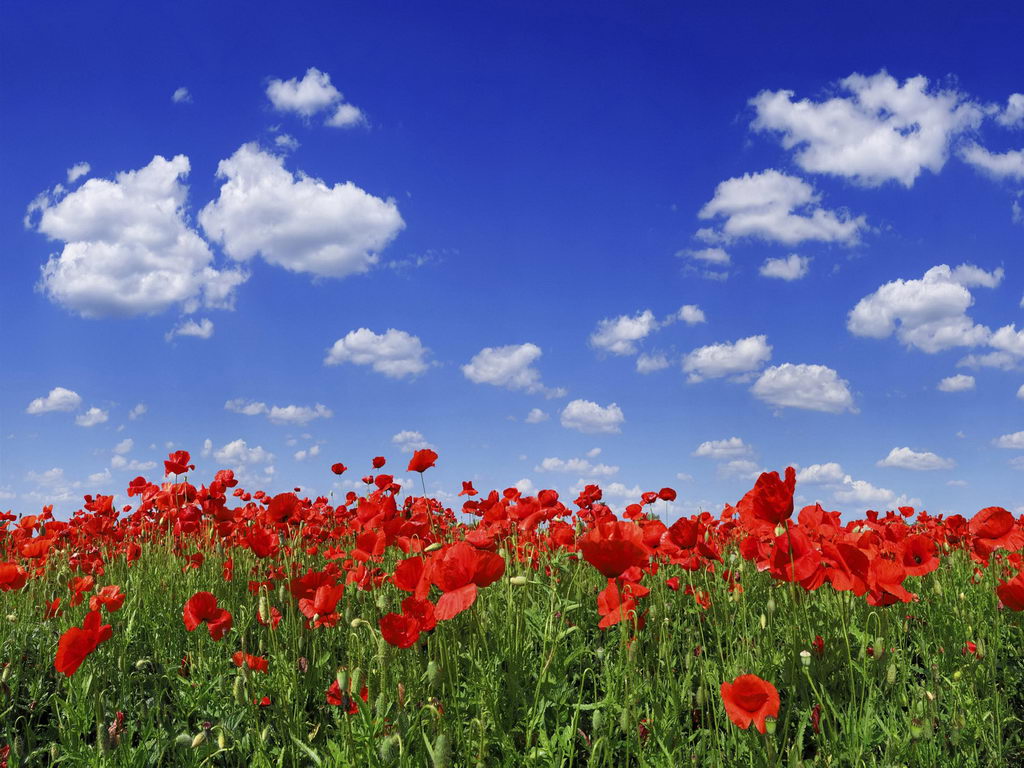 Download Natural Rose Flowers Wallpaper Gallery - Poppy Field Blue Sky , HD Wallpaper & Backgrounds