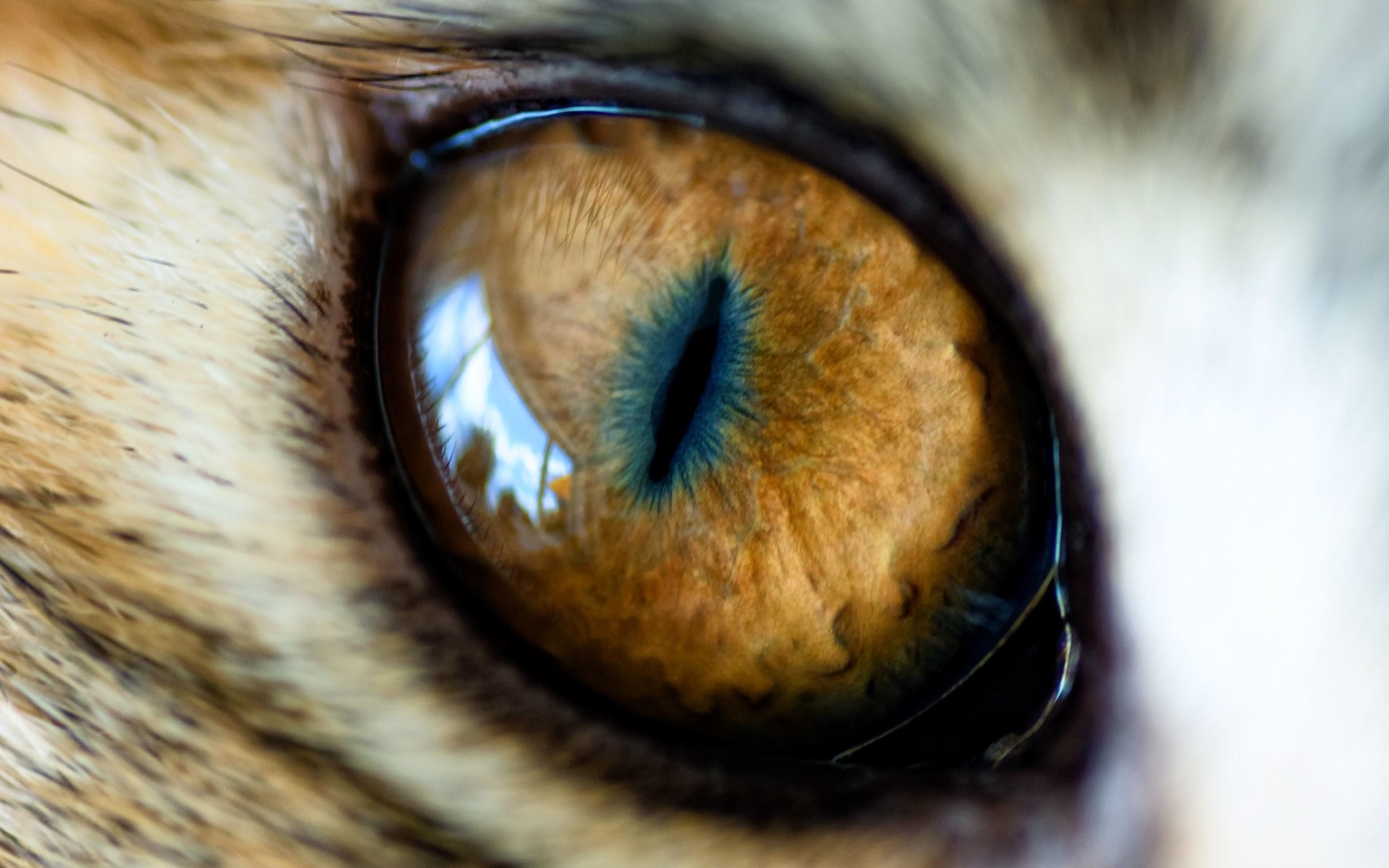 Eyes - Real Tiger Eye Animal , HD Wallpaper & Backgrounds