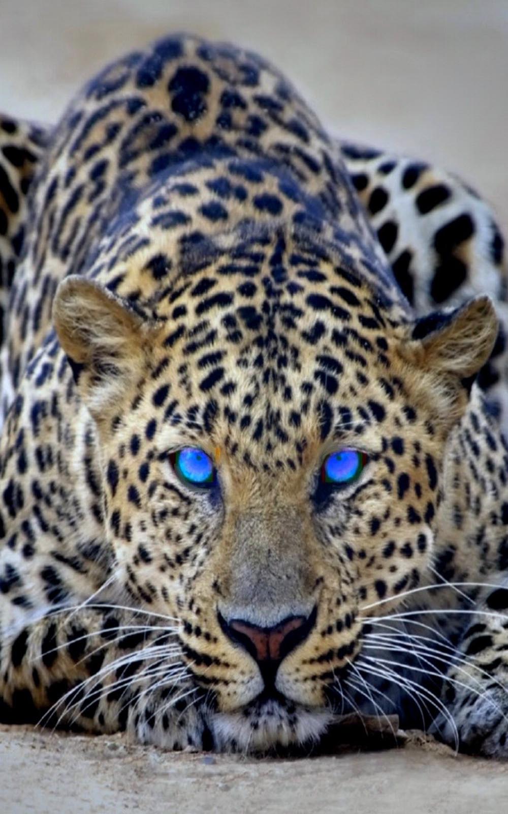 Download Wallpaper Baby Cheetah With Blue Eyes Hd Wallpaper Backgrounds Download