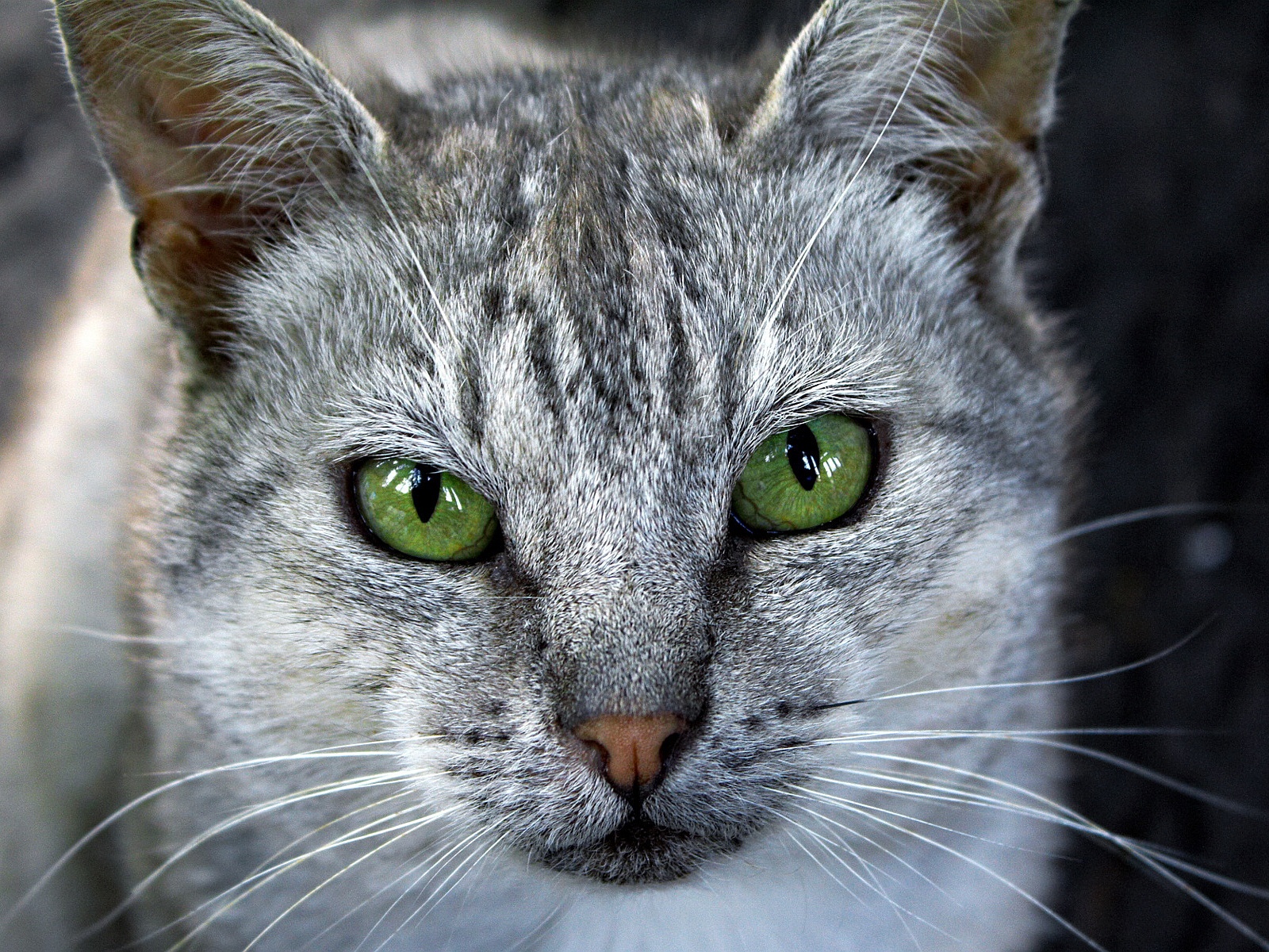 Grey Cat Green Eyes - Cougar Grey , HD Wallpaper & Backgrounds