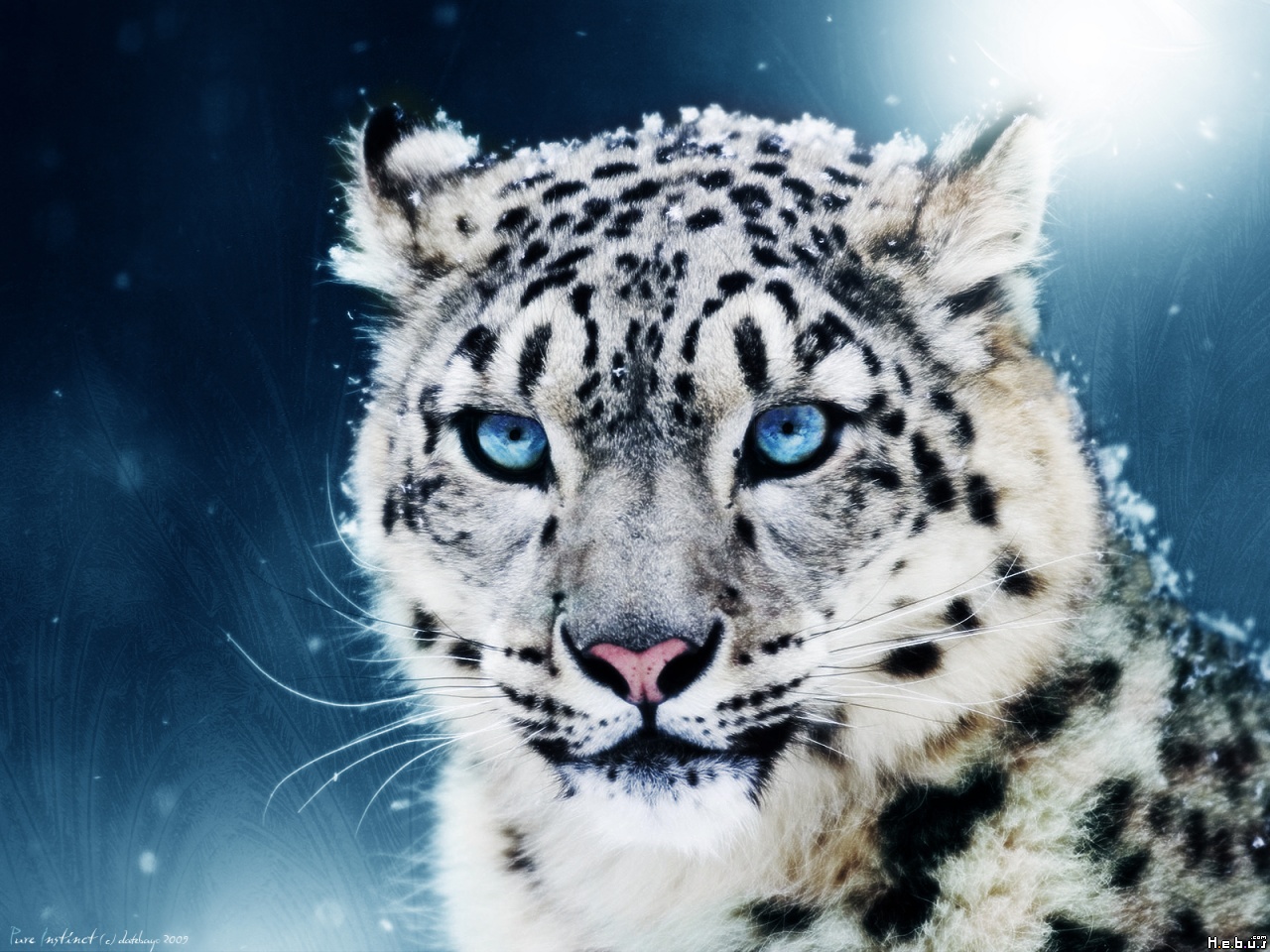 White Tiger With Blue Eyes, Photo, Wallpapers, Download, - White Tigers With Blue Eyes In Snow , HD Wallpaper & Backgrounds