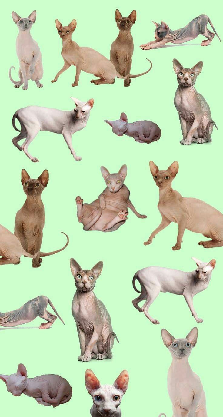 Sphynx Cats Wallpaper - Sphynx Cat Wallpaper Aesthetic , HD Wallpaper & Backgrounds