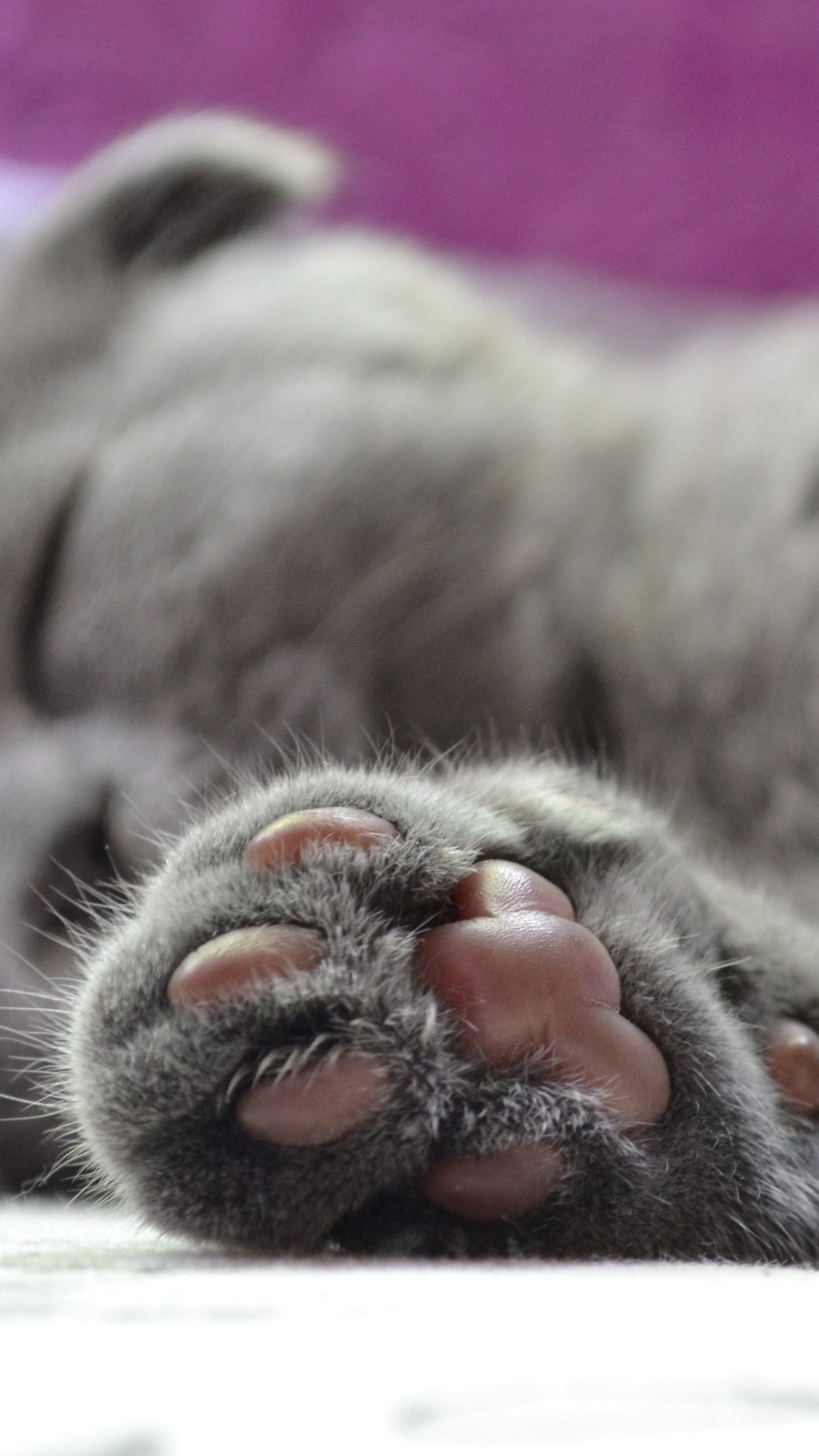 Wallpaper Cat, Paw, British - Cat Paws , HD Wallpaper & Backgrounds